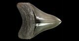 Serrated, Fossil Megalodon Tooth - Collector Quality! #145415-1
